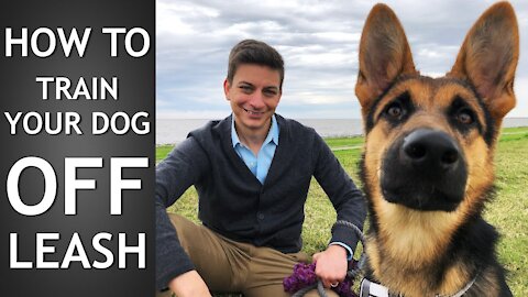 How To Safely Train Your Dog Completely Off Leash