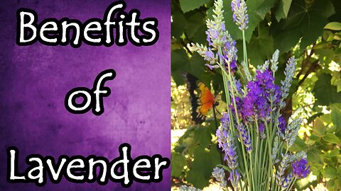 Benefits of Lavender