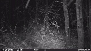 Winter trail cam pull