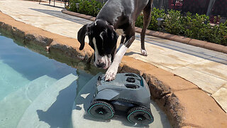 Cat Watches Great Dane Try To Turn Pool Cleaner Off