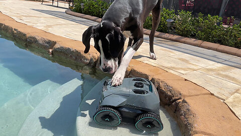 Cat Watches Great Dane Try To Turn Pool Cleaner Off