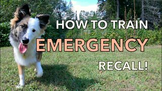 How to Train an Emergency Recall!
