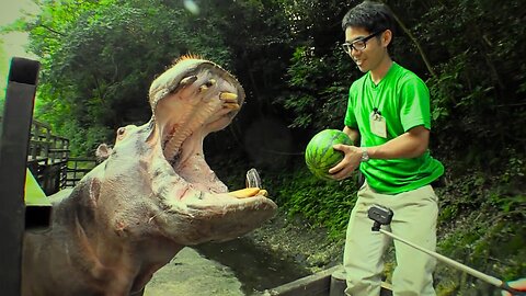 look to this hippopotamus how he eats , do you like this animal or not?