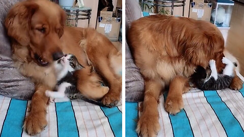 A true friendship between a Golden Retriever And New-Born Kitten