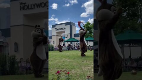 Chip & Dale @ Hollywood Studios #disneyworld #hollywoodstudios #chipanddale #jumprope #shorts #chip