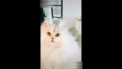 Cats-Funny cats-Cute cat videos-Try not to laugh #9 | PAW Animals