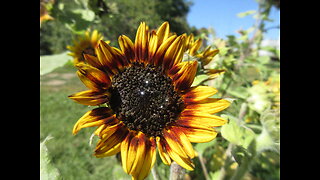 Chocolate Brown And Yellow Brown And yellow Sunflowers Sept 2022