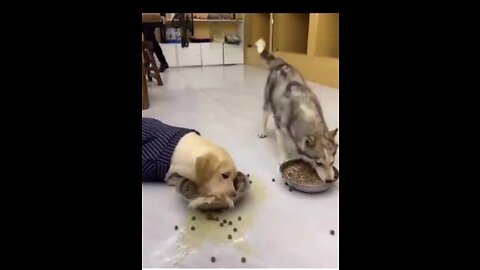 Dog eating food 😂🤣