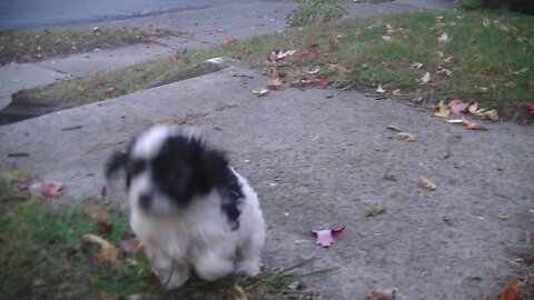 Amazing doodle puppies 1 month old