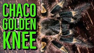 Chaco Golden Knee Tarantula (Grammostola pulchripes) #shorts