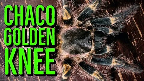 Chaco Golden Knee Tarantula (Grammostola pulchripes) #shorts