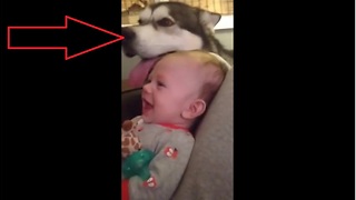 Baby has mind blown by howling husky