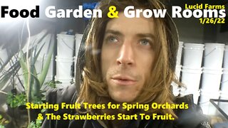 Starting Fruit Trees For Spring & The Indoor Strawberries Fruit. 1/26/22 Food Garden & Grow Rooms.