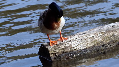 CatTV: Duck on log end