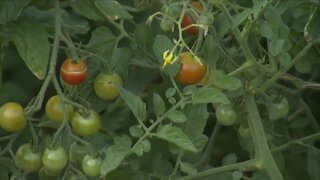 Aurora nonprofit overwhelmed with support following produce garden toolshed fire