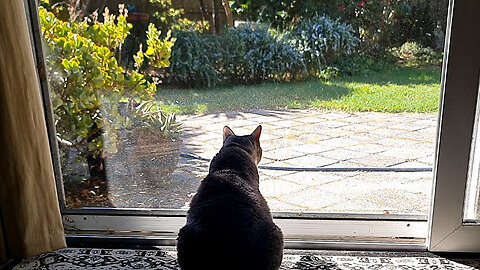 Cat watches the backyard