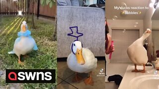 US 17-year-old becomes viral sensation with funny videos of everyday life - with her pet duck