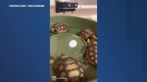 Clinic watches over tortoises displaced due to Ian