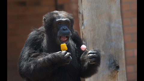 Animals Eating Ice Lollies at Rio Zoo