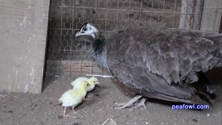 Peahen Cooing Sound, Peacock Minute, peafowl.com