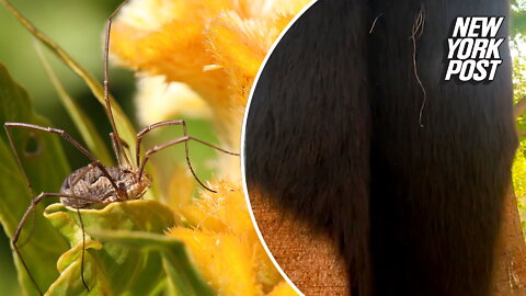 Tree with hair is the 'daddy' of all surprises