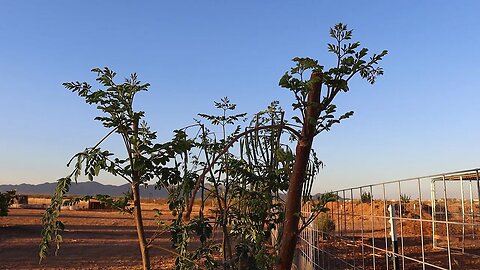 Moringa Pruning Update | Record Heat | Pigeon Pea