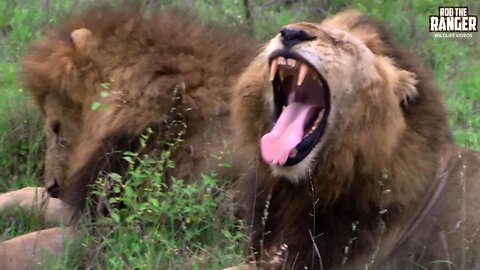 Lion Pride With Two Mapogo Lion Coalition Males | Archive Lion Footage