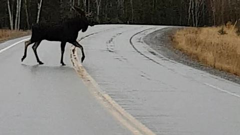 Moose crosses the road in Northern Ontario