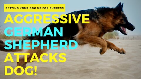 AGGRESSIVE GERMAN SHEPHERD ATTACKS DOG!
