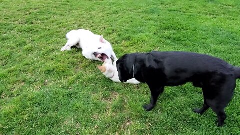Ares Jack Russell plays with the handsome Pyrenees Lab