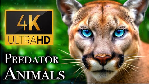 Predator Animals 4K - Meet the Predators Nature's Top Hunters | Scenic Relaxation Film