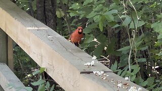 Male Cardinal feeding juvenile