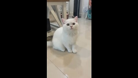 Funny cat laugh 😂