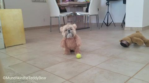 Munchkin the Teddy Bear Dog Nails Mannequin Challenge