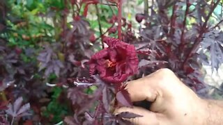 frutiferas e flores hibisco roxo goiaba tailandesa produzindo (desejo um feliz dia das mães)