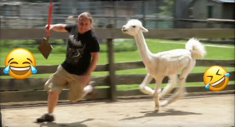 Funny Animals Scarring And Chasing People 2021 Compilation