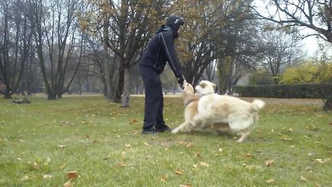 Stubborn Golden Retriever refuses to let go of stick