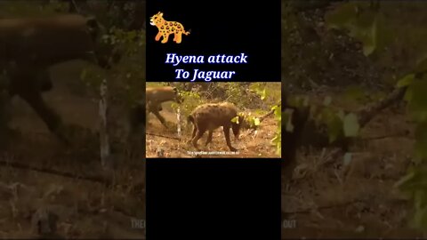 Hyena attack To Jaguar 2022 🐆##shorts #shortvideo