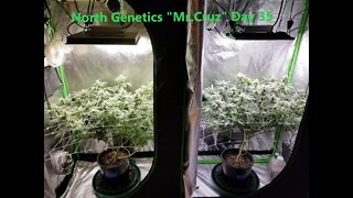 "APPLES TO APPLES? SIDE BY EACH" ep 5 Day 35 North Genetics Mr.Cruz 👽 Mars TS1000 Viparspectra P1500