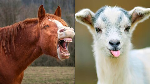 Funniest Farm Animals ever - nice animals video compilation
