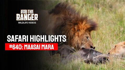 Safari Highlights #640: 22nd September 2021 | Maasai Mara/Zebra Plains | Latest Wildlife Sightings