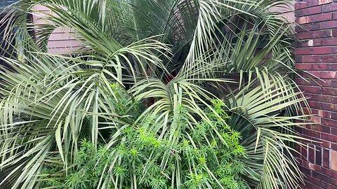 Ripe fruit on an Oregon Pindo palm.