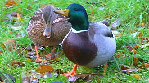 Mallard Duck Couples Have a Loud Quacking Argument