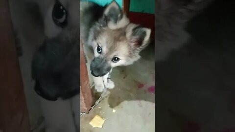 very cute puppy eating 🐈🥰|#shorts #shortvideo #cute #dogs #puppy #firstshortvideo