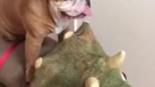 English Bulldog casually enjoys dinosaur ride