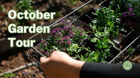 October Garden Tour: A Garden in Transition