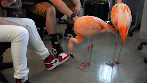 Look who came to my office 😳flamingos