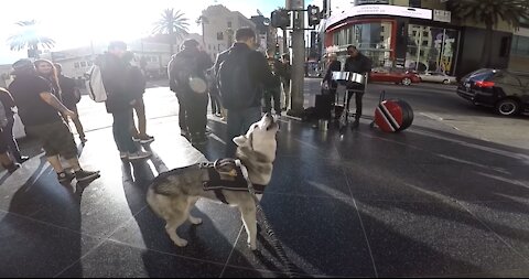 Cute Siberian Husky HOWLING At Performers STEALS THE SHOW (Hollywood)