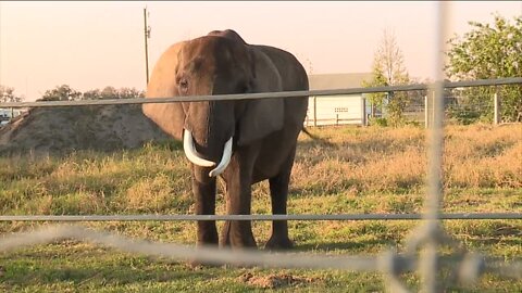 Development in Manatee County could impact Hunsader Farms, Myakka Elephant Ranch