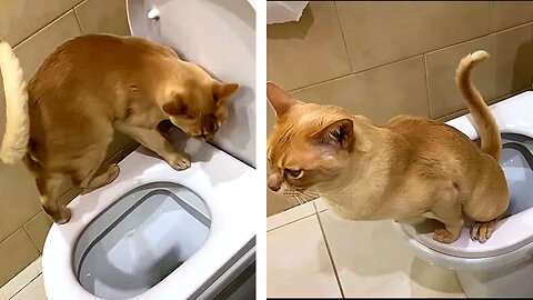 "Teach Your Cat to Use the Toilet: A Fun and Easy Guide"